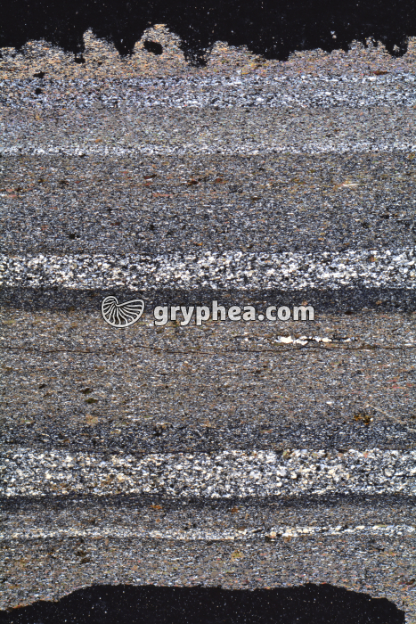 Schiste LPA x3,5 - gryphea.org